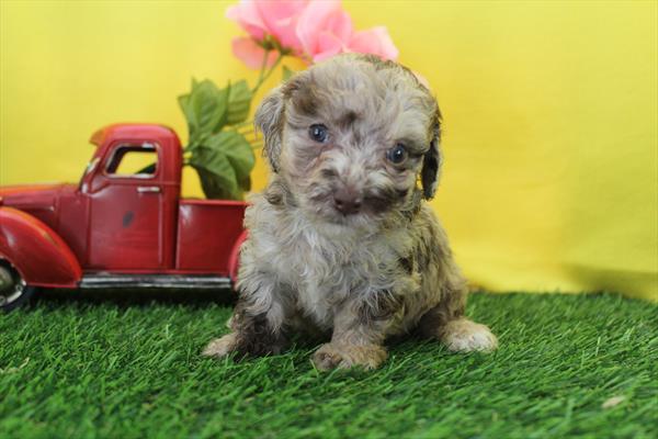 [#261800-08] Chocolate Merle F Poodle Puppies For Sale
