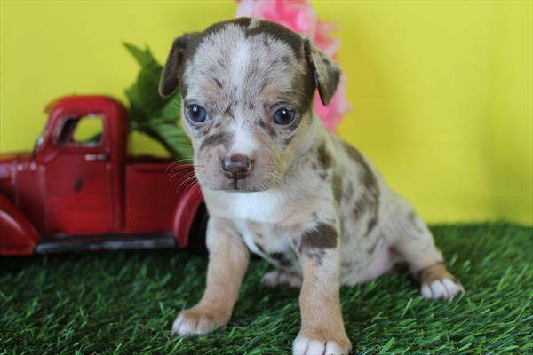 [#261788-04] Chocolate Merle F Chihuahua Puppies For Sale