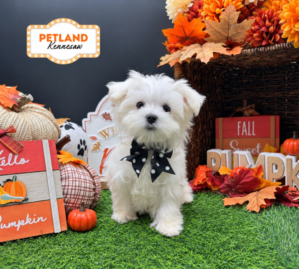 [#26600-02] White F Maltese Puppies For Sale