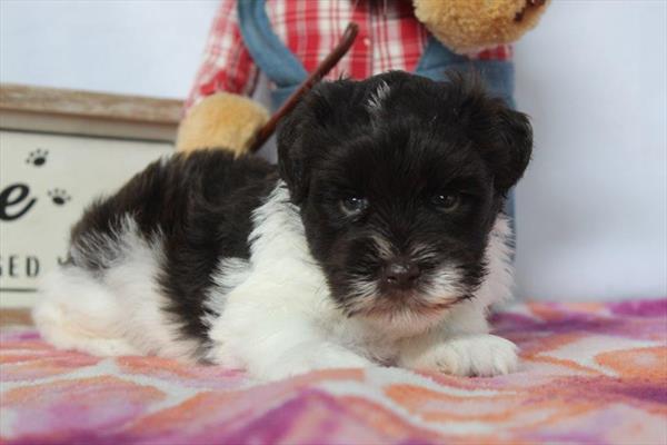 [#261775-04] Liver / White M Miniature Schnauzer Puppies For Sale