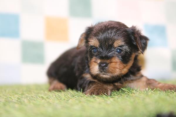 [#261821-06] Black / Tan F Yorkshire Terrier Puppies For Sale