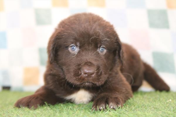 [#26284-01] Chocolate M Newfoundland Puppies For Sale