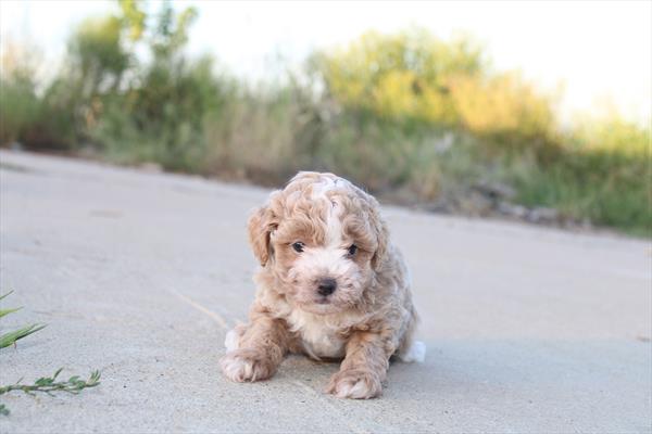 [#262033-03] Apricot / White M Poodle Mini Puppies For Sale