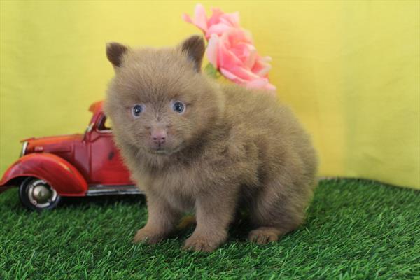 [#261866-04] Lilac / Tan F Pomeranian Puppies For Sale