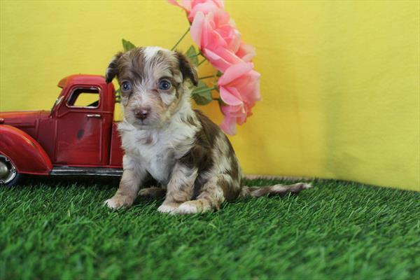 [#261863-06] Chocolate / White F Chipoo Puppies For Sale