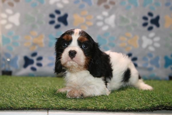 [#261650-01] Tri-Colored M Cavalier King Charles Spaniel Puppies For Sale