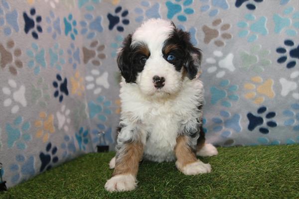 [#26299-05] Merle F Bernedoodle Mini 2nd Gen Puppies For Sale