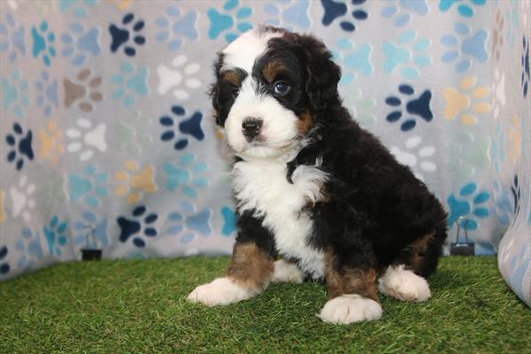 [#26299-02] Tri-Colored M Bernedoodle Mini 2nd Gen Puppies For Sale
