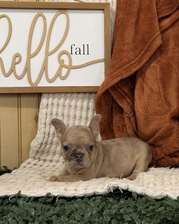 [#262093-04] Fawn Merle F French Bulldog Puppies For Sale