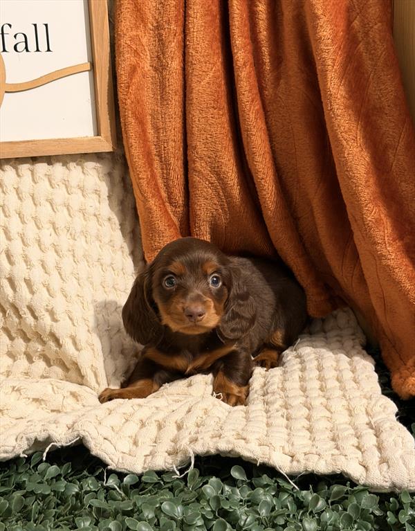 [#262041-03] Chocolate / Tan F Dachshund Puppies For Sale
