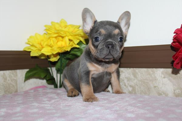 [#262103-07] Blue / Tan F French Bulldog Puppies For Sale