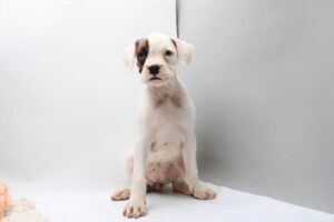 Petland Kennesaw, Georgia Boxer puppy available