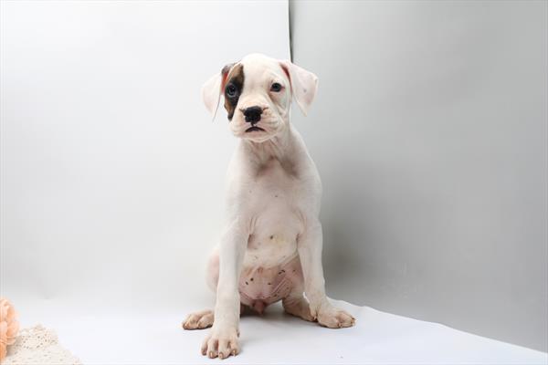 [#262024-02] White F Boxer Puppies For Sale