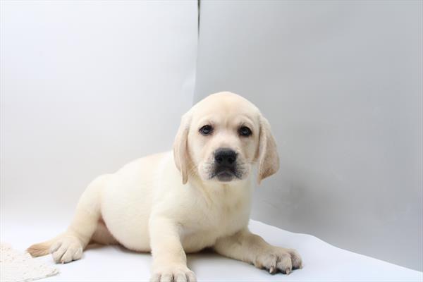 [#262078-01] Yellow M Labrador Retriever Puppies For Sale