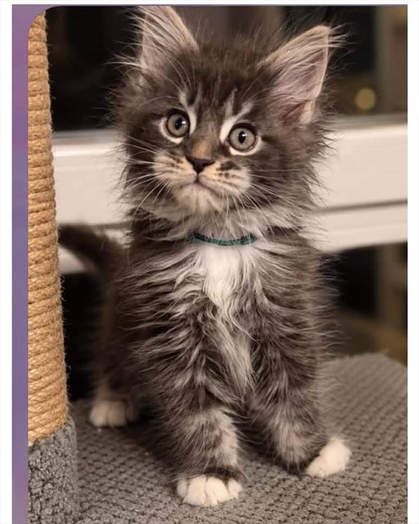 [#26657-01] Tabby M Maine Coon Kittens For Sale