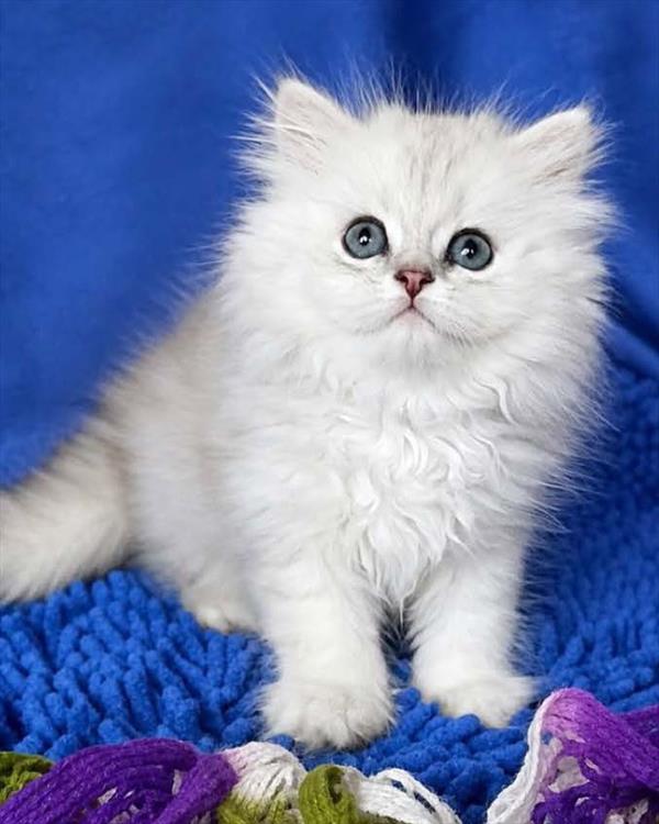[#26669-01] Silver M British Longhair Kittens For Sale