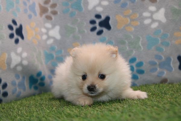 [#261946-03] Cream F Pomeranian Puppies For Sale