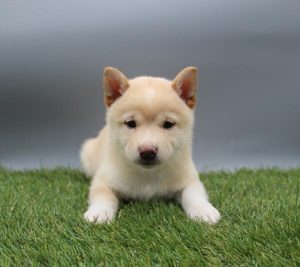 [#262275-01] Cream M Shiba Inu Puppies For Sale
