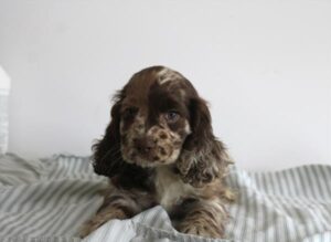Cocker Spaniel – 33340