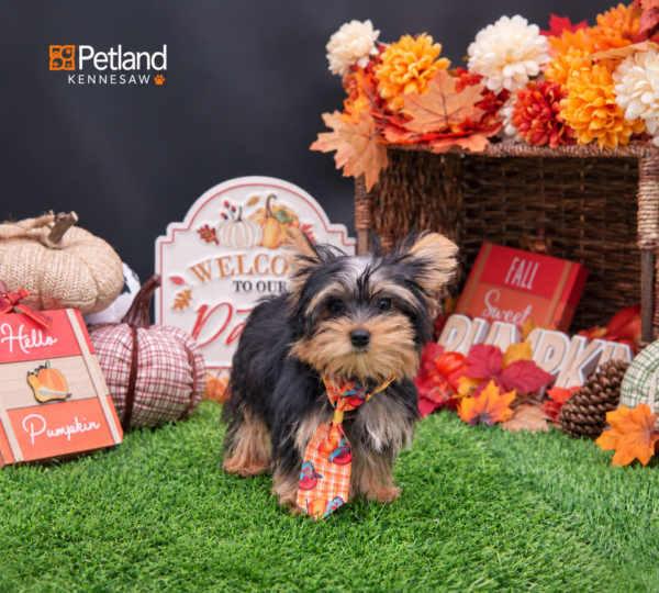 [#26593-04] Black / Tan M Yorkshire Terrier Puppies For Sale