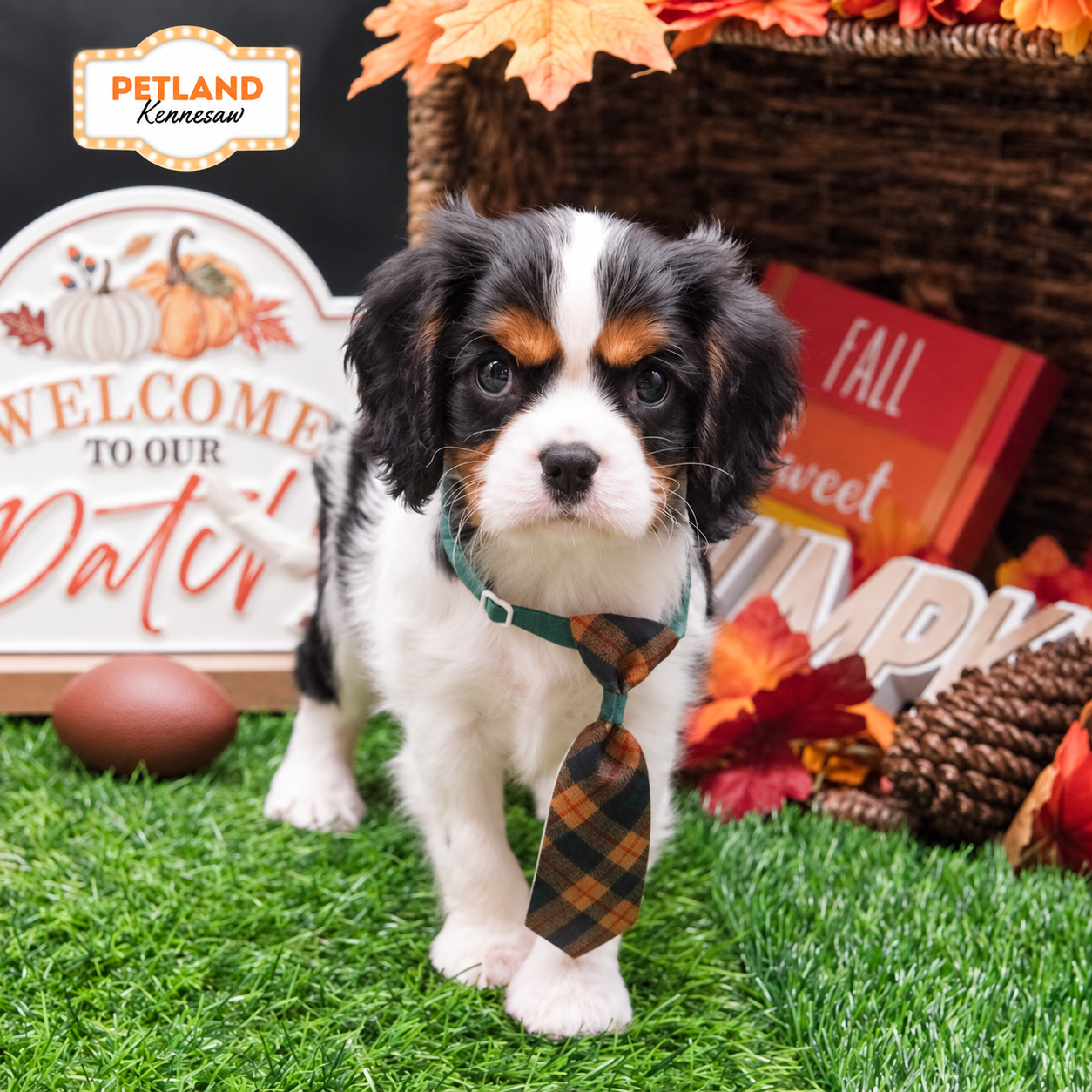 Cavalier King Charles Spaniel in Atlanta, GA
