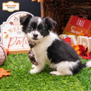 Petland Kennesaw, Georgia Chihuahua puppy available