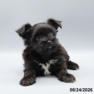 Petland Kennesaw, Georgia Morkie puppy available