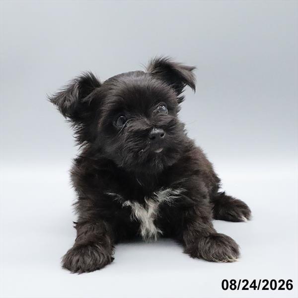 [#26538-05] Black F Morkie Puppies For Sale