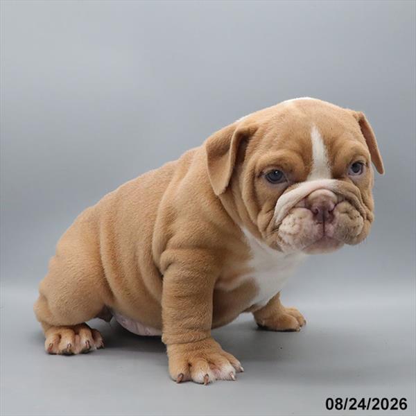 [#26545-10] Fawn / White F Victorian Bulldog 2nd Gen Puppies For Sale