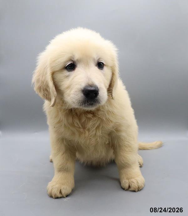 [#26564-03] Cream F Golden Retriever Puppies For Sale
