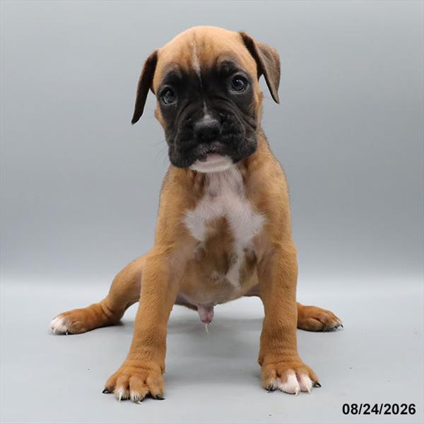[#26578-06] Fawn M Boxer Puppies For Sale