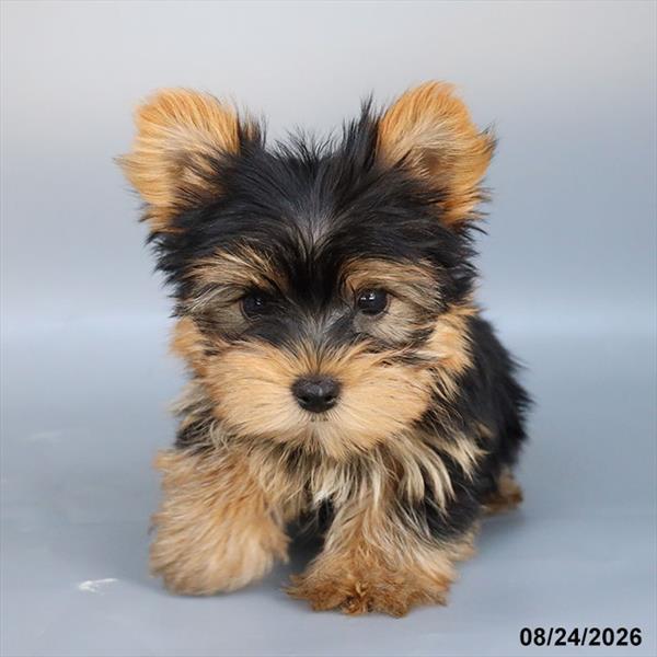 [#26593-04] Black / Tan M Yorkshire Terrier Puppies For Sale