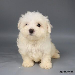 Maltese – 33292
