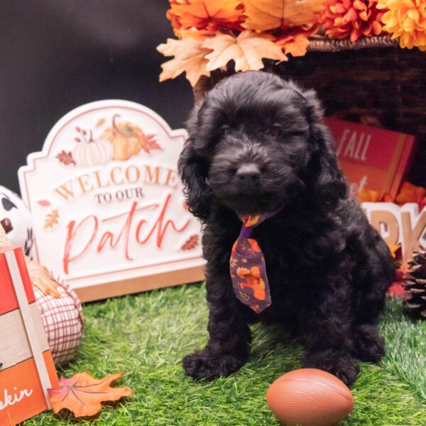 [#261696-01] Black M Goldendoodle Mini F1b Puppies For Sale