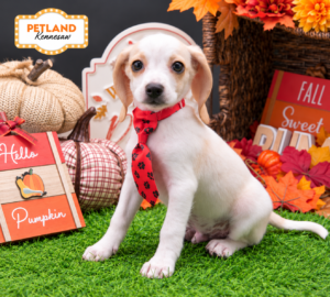 Petland Kennesaw, Georgia Beagle puppy available