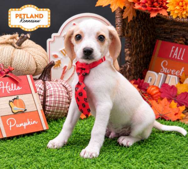 [#N11637] Lemon and White M Beagle Puppies For Sale