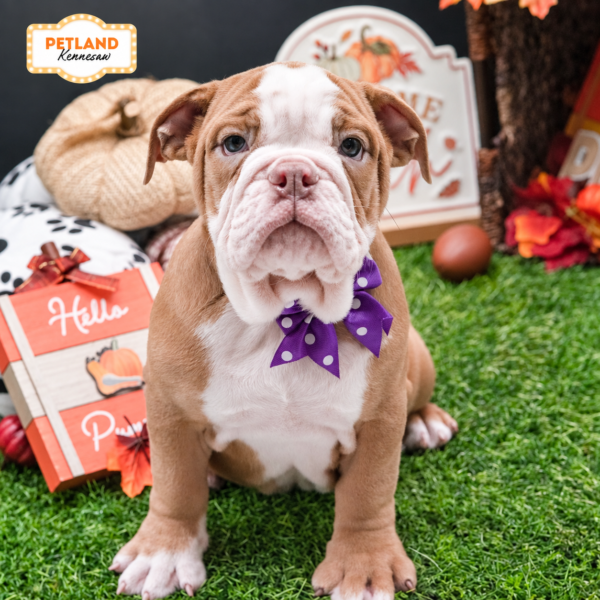 [#26545-05] Fawn / White F Victorian Bulldog 2nd Gen Puppies For Sale