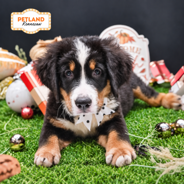 [#N11257] Black Rust and White F Bernese Mountain Dog Puppies For Sale