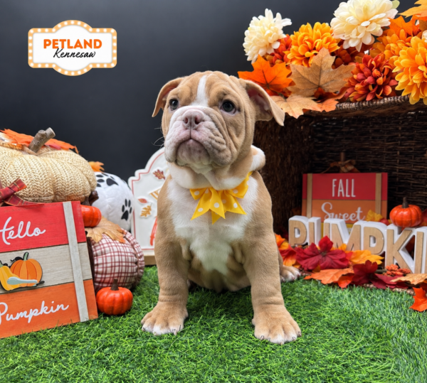 [#26545-10] Fawn / White F Victorian Bulldog 2nd Gen Puppies For Sale