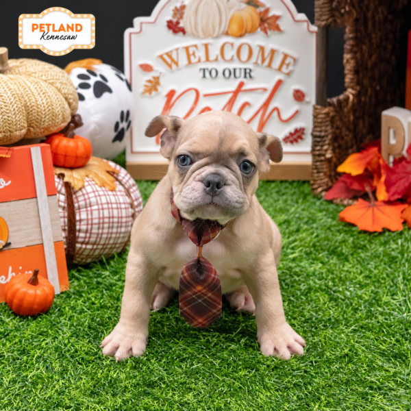 [#261698-02] Blue Merle M French Bulldog Puppies For Sale