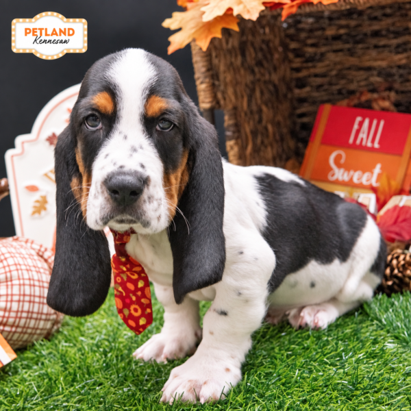 [#N08611] Black Brown and White M Basset Hound Puppies For Sale