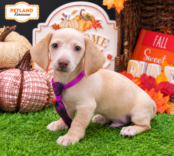 [#261746-01] Cream M Dachshund Puppies For Sale