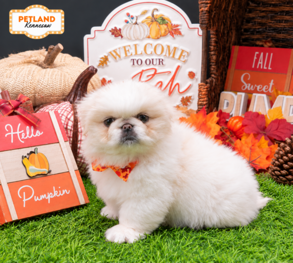 [#N10739] Biscuit F Pekingese Puppies For Sale