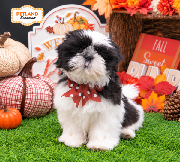 [#262062-05] Black / White F Shih Tzu Puppies For Sale