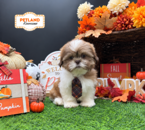 Shih Tzu – 33299