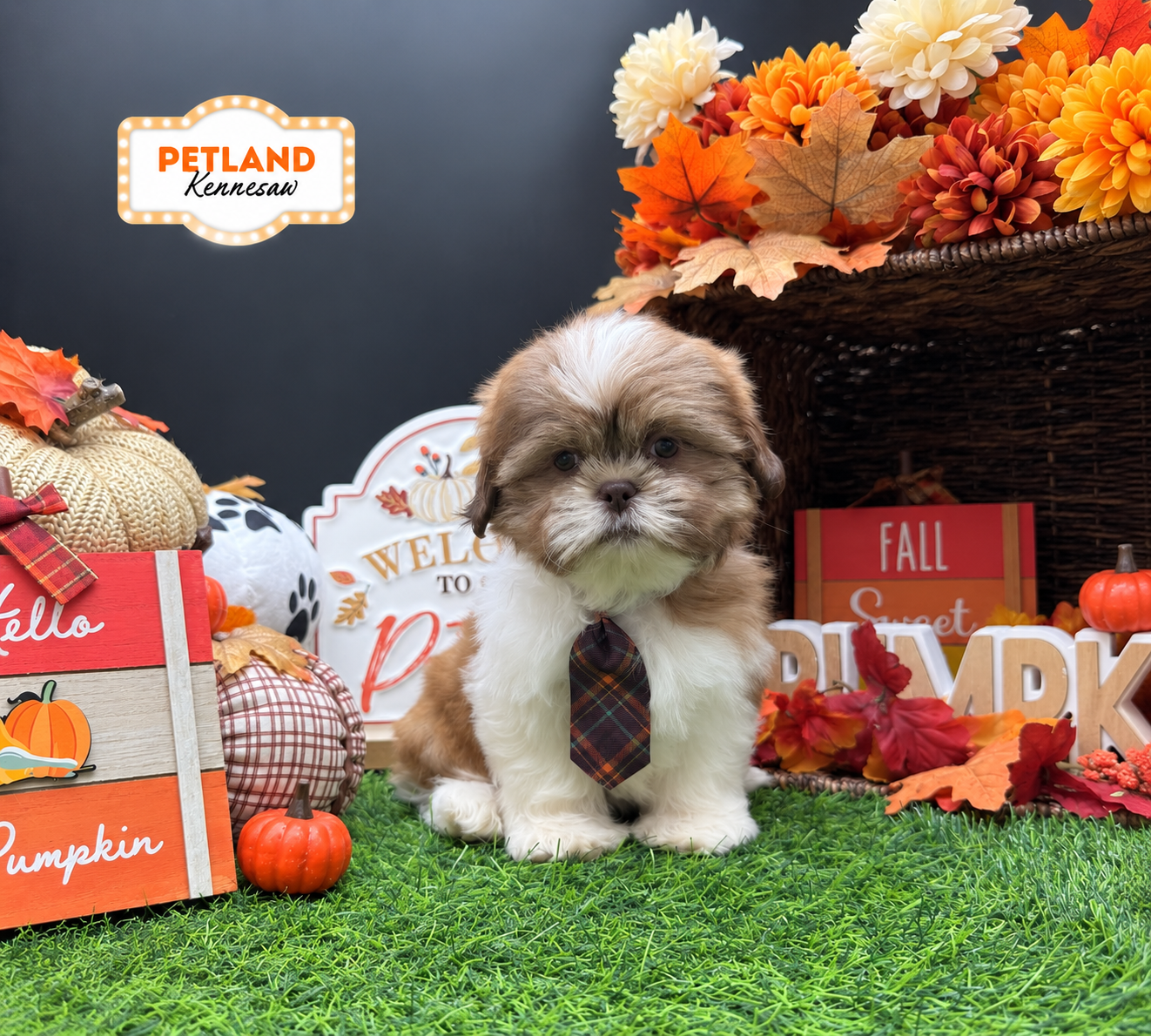 Shih Tzu in Acworth, GA