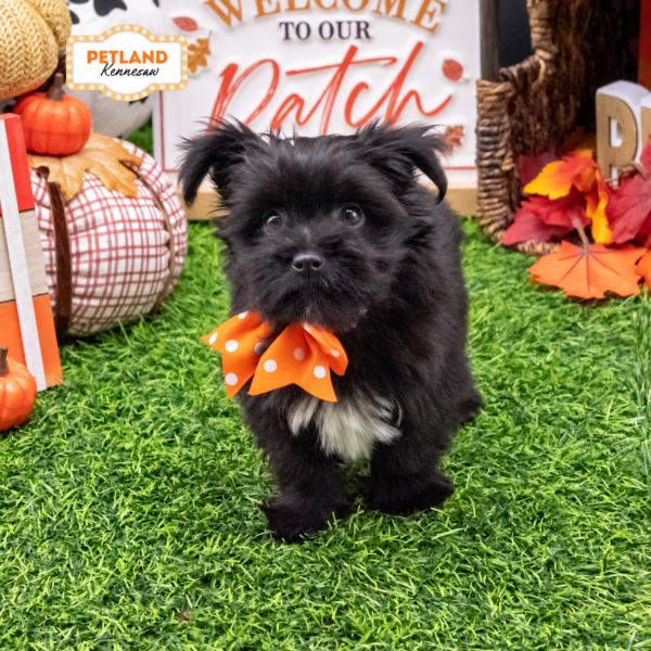 [#26538-05] Black F Morkie Puppies For Sale