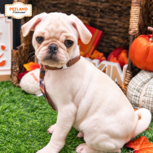 Petland Kennesaw, Georgia Pug puppy available