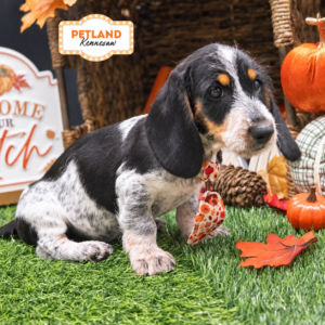 Petland Kennesaw, Georgia Dachshund puppy available