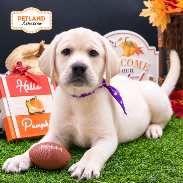 [#262078-01] Yellow M Labrador Retriever Puppies For Sale